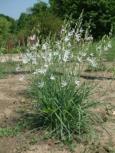 Anthericum liliago